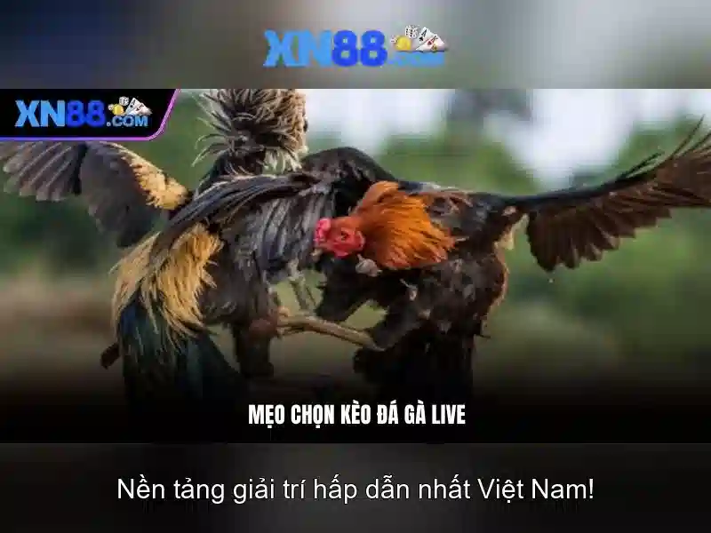 Giới thiệu xn88