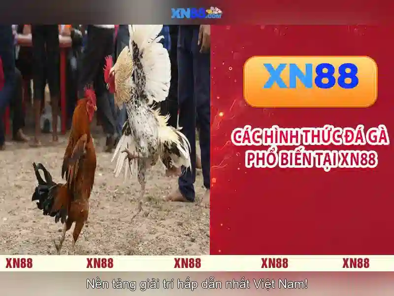 Hướng dẫn tham gia và thanh toán